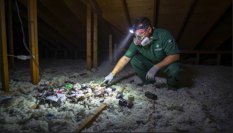 Rodent Control Downtown Orlando
