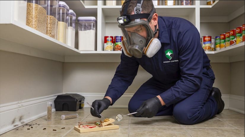 Rodent Exclusion Service in Orlando, FL